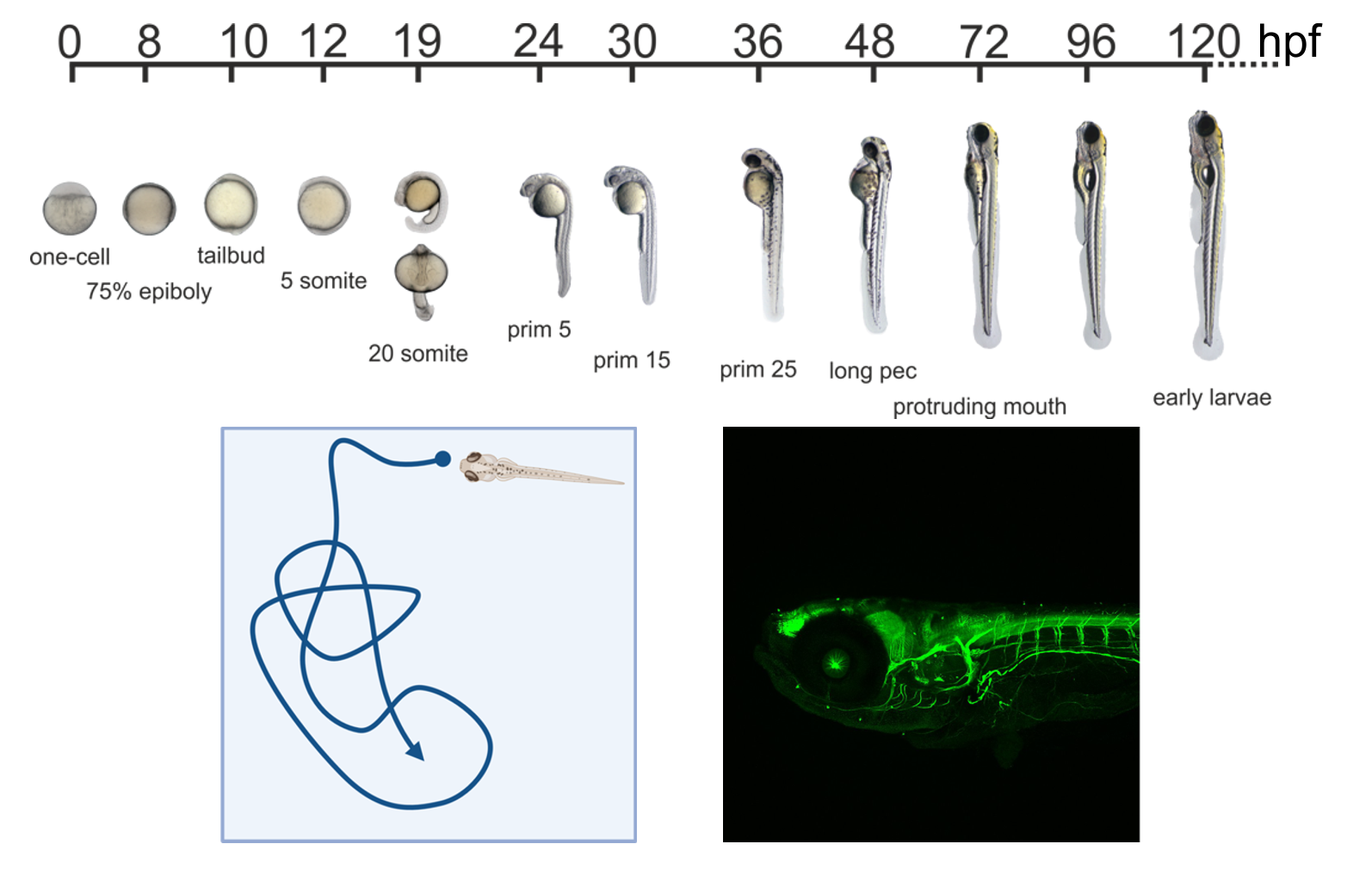 Zebrafish stages and Immunlabeling